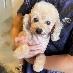 新しいご家族が決まりました。ありがとうございました🙇‍♀️✨✨