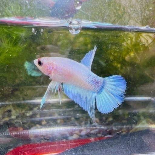 ベタ②　betta プラカット　オス♂ホワイトパール　ブルーリム