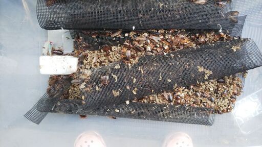 デュビア　コロニー　3000～4000匹