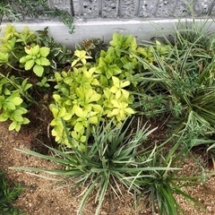【至急！！】植栽差し上げます！