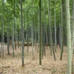 [未経験者大歓迎]☆林業総合職☆