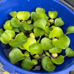 浮草　ホテイ草の画像