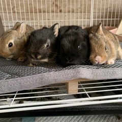 ウサギの赤ちゃん里親募集