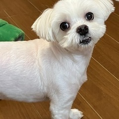 とても可愛いマルチーズ♂
