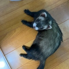 フェレット