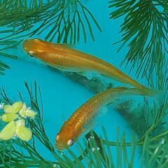めだかの稚魚　20匹程度
