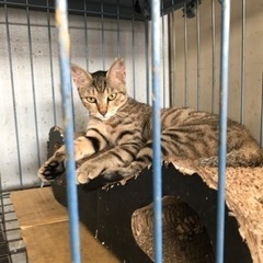 キジ猫、女の子1歳