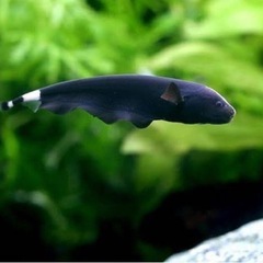 ブラックゴースト　引き取り手募集！