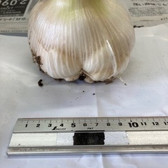新鮮野菜　ニンニク