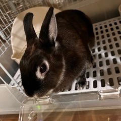里親募集うさぎさん