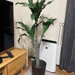 ニトリのフェイクグリーン(ドラセナ)