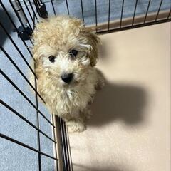 人気のトイプードル - 犬