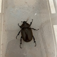 国産カブトムシ　オスメスペアの画像