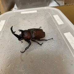 国産カブトムシ　オスメスペアの画像