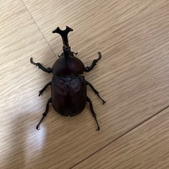 国産カブトムシ　オスメスペア
