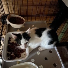 里親募集中です④