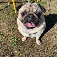 元気いっぱいの男の子です🐶