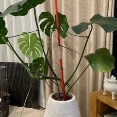 モンステラオー 観葉植物