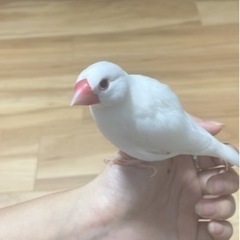 手乗り白文鳥　[募集停止]