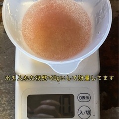 タマミジンコ 10g 30,000匹以上　めだか　金魚　餌に　東北〜関東エリアの方のみの画像