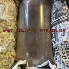 タマミジンコ　5g 15,000匹以上　めだか　金魚　餌に　東北〜関東エリアの方のみの画像