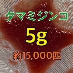 タマミジンコ　5g 15,000匹以上　めだか　金魚　観賞魚　餌に