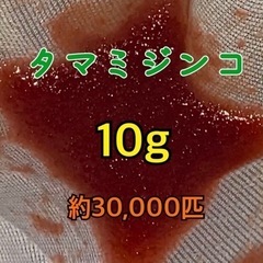 タマミジンコ　10g 30,000匹以上　めだか　金魚　観賞魚　餌に