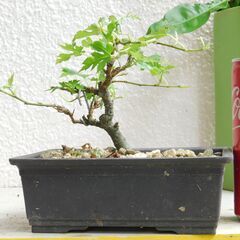 小品盆栽桑の木ー１