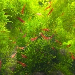 土日手渡し　レッドチェリーシュリンプ、烈火シュリンプ、ブラックモーリーの画像