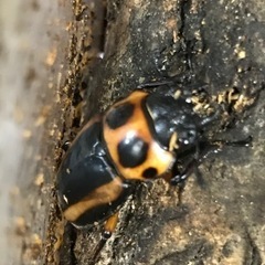 メンガタメリーペア　カメルーン産　CBの画像