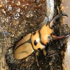 メンガタメリーペア　カメルーン産　CBの画像