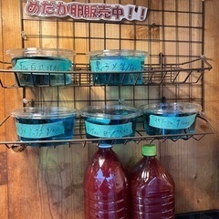 めだか卵販売はじめました！