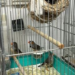 キンカチョウ（子供3羽）をお譲りいたします。