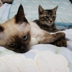 子猫の里親さんを募集してます。