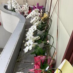 胡蝶蘭の鉢