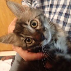 やんちゃで甘えん坊のボンちゃんの里親募集