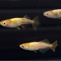 めだか  西尾市無人販売  7/16(土)  7/17(日)  