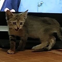 里親募集　仔猫保護しています。「飼い主不在を確認済み」
