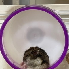 ジャンガリアンハムスター里親募集