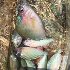 一緒にタナゴ釣り行きましょう(^^)