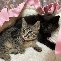 きょうだい猫3ヶ月