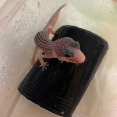 レオパードゲッコー　ギャラクシー　ヘテロエニグマ　2201