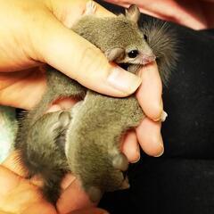 7月2日生まれ　アフリカヤマネ　飼い主様募集中 - 大田区