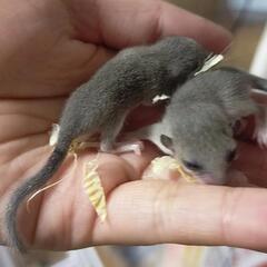 7月2日生まれ　アフリカヤマネ　飼い主様募集中 − 東京都
