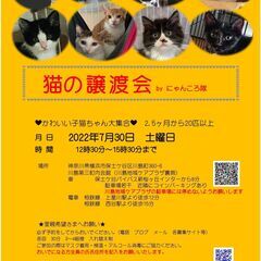 猫の譲渡会　にゃんころ隊