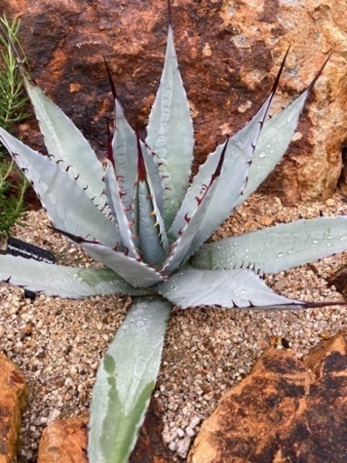 アガベ　パルメリー　屈原の舞扇　発根済み