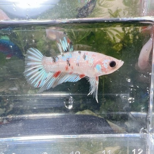 ベタ⑤ Betta プラカット　オス♂ ホワイトパール鯉