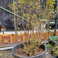 庭木　ツツジかさつき？
