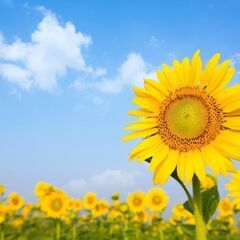 8/20 (土曜)【名古屋・伊良湖】ひまわり畑/伊良湖の花ガーデ...