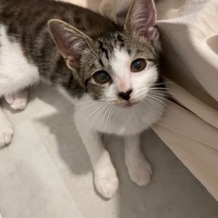 大きなお耳がかわいい💗わんぱく兄妹子猫♡♡